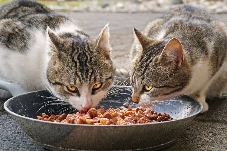 Detail Gambar Kucing Dan Makanannya Nomer 3