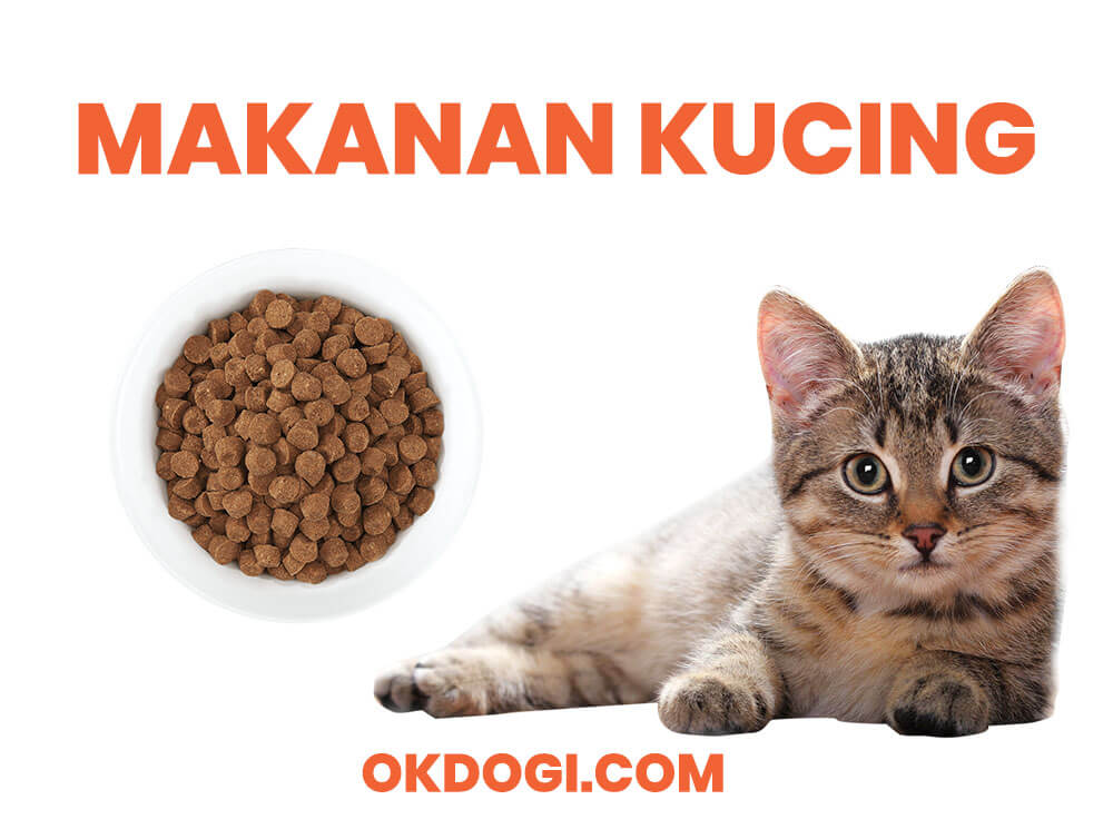 Detail Gambar Kucing Dan Makanannya Nomer 37