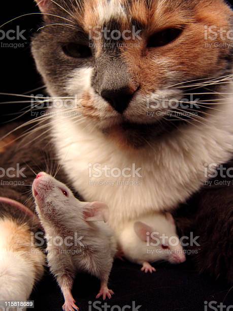 Detail Gambar Kucing Dan Tikus Nomer 17