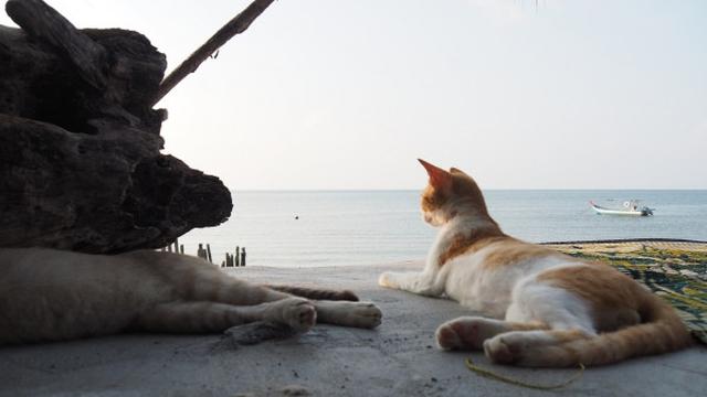 Gambar Kucing Di Pantai - KibrisPDR