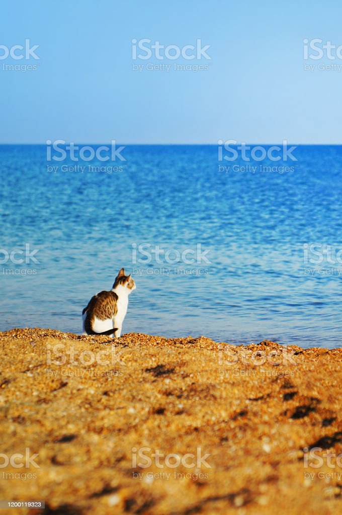 Detail Gambar Kucing Di Pantai Nomer 2