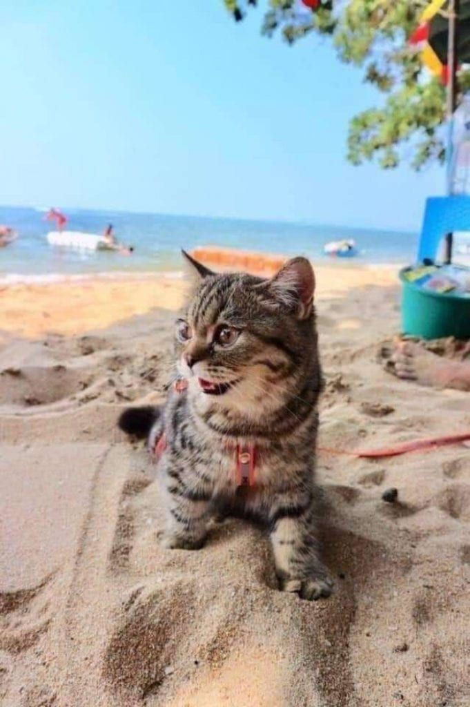 Detail Gambar Kucing Di Pantai Nomer 11