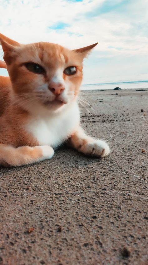 Detail Gambar Kucing Di Pantai Nomer 13