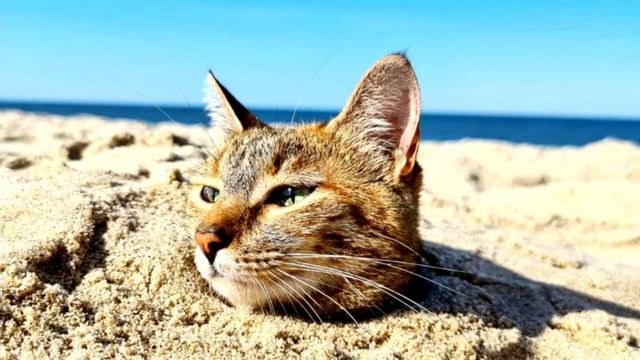 Detail Gambar Kucing Di Pantai Nomer 14