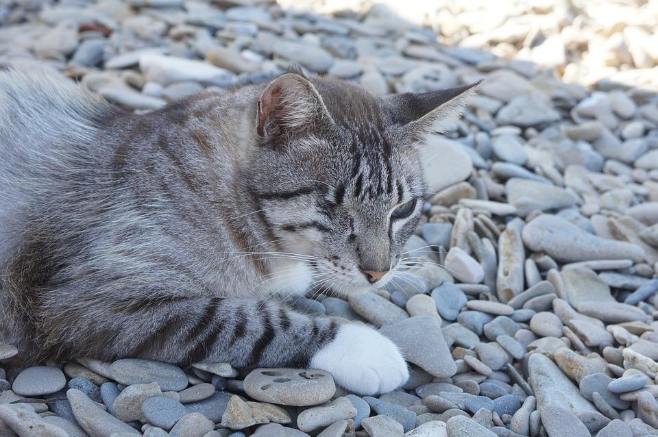 Detail Gambar Kucing Di Pantai Nomer 15