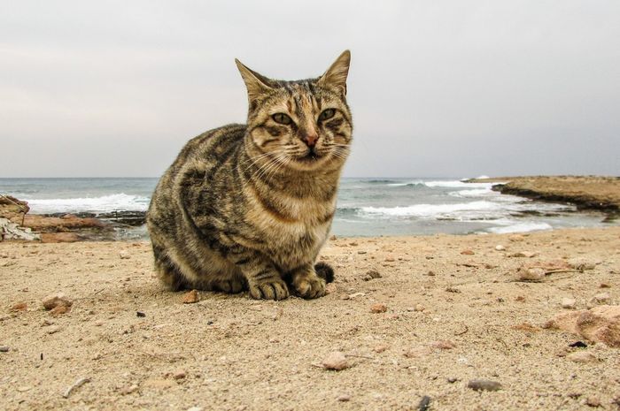 Detail Gambar Kucing Di Pantai Nomer 16