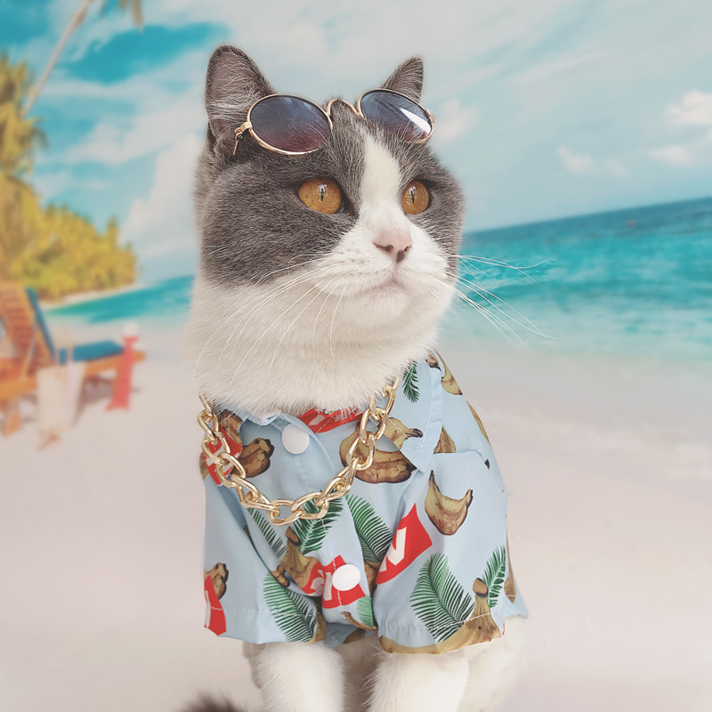 Detail Gambar Kucing Di Pantai Nomer 17
