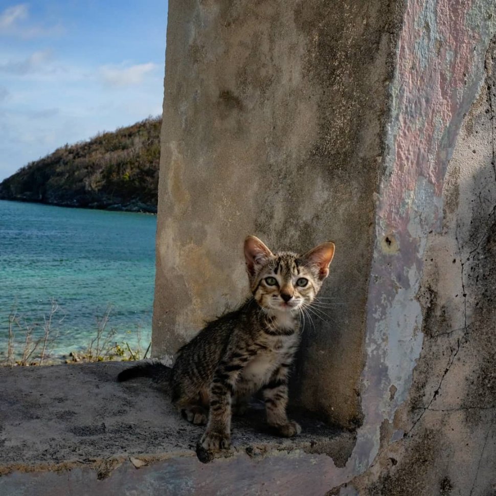 Detail Gambar Kucing Di Pantai Nomer 18