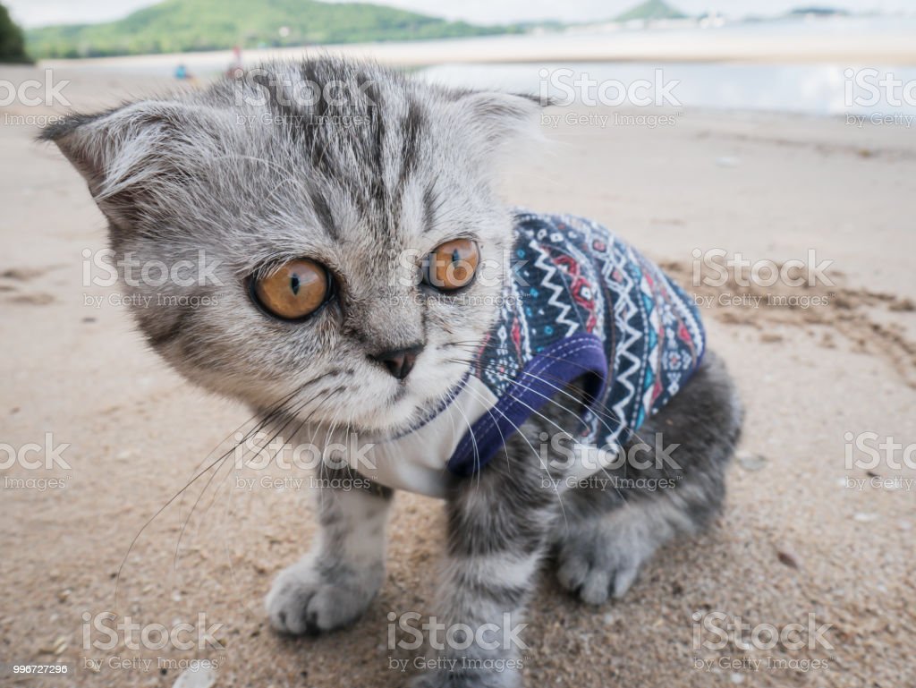 Detail Gambar Kucing Di Pantai Nomer 19