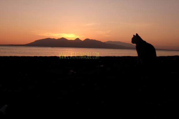 Detail Gambar Kucing Di Pantai Nomer 20