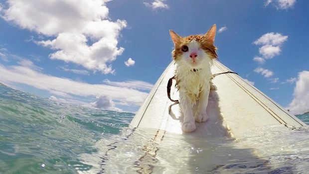 Detail Gambar Kucing Di Pantai Nomer 3