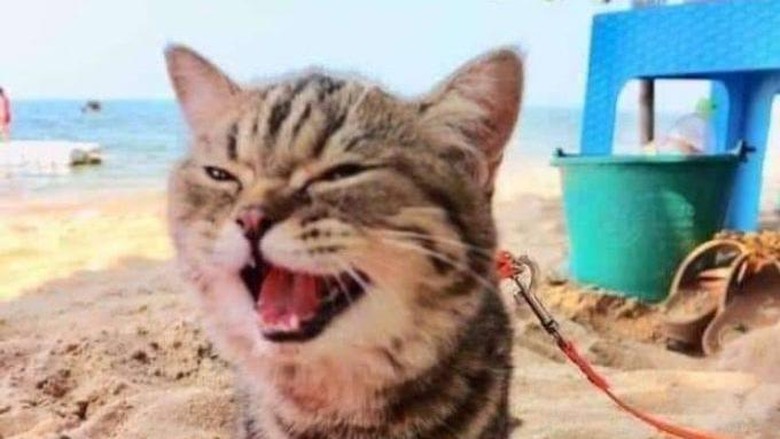 Detail Gambar Kucing Di Pantai Nomer 21