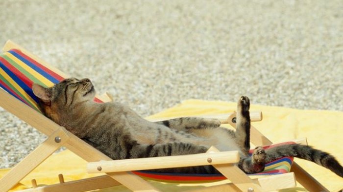 Detail Gambar Kucing Di Pantai Nomer 22