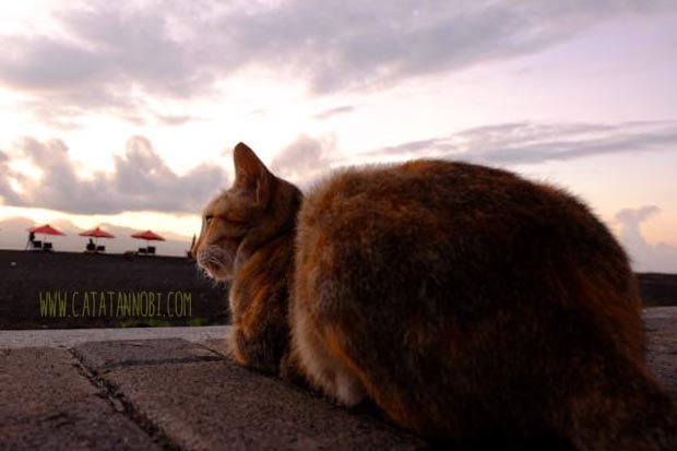 Detail Gambar Kucing Di Pantai Nomer 23