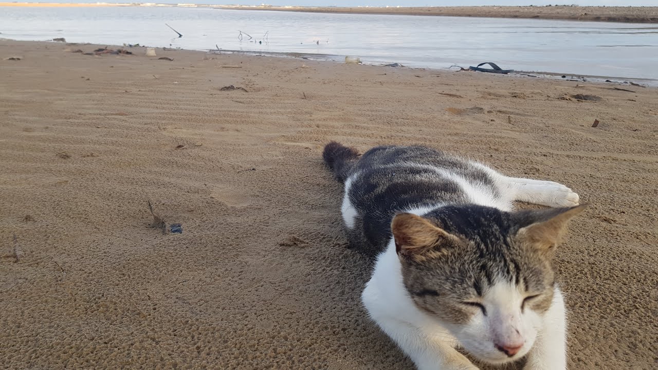 Detail Gambar Kucing Di Pantai Nomer 25