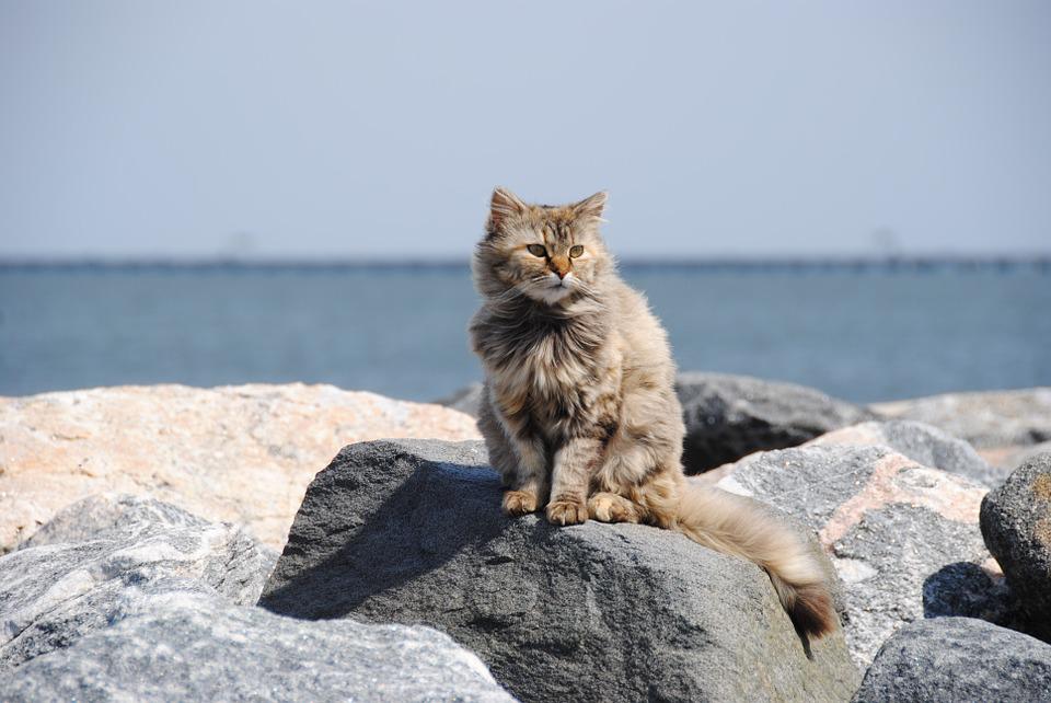 Detail Gambar Kucing Di Pantai Nomer 4
