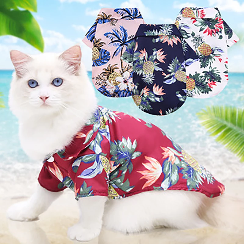 Detail Gambar Kucing Di Pantai Nomer 27