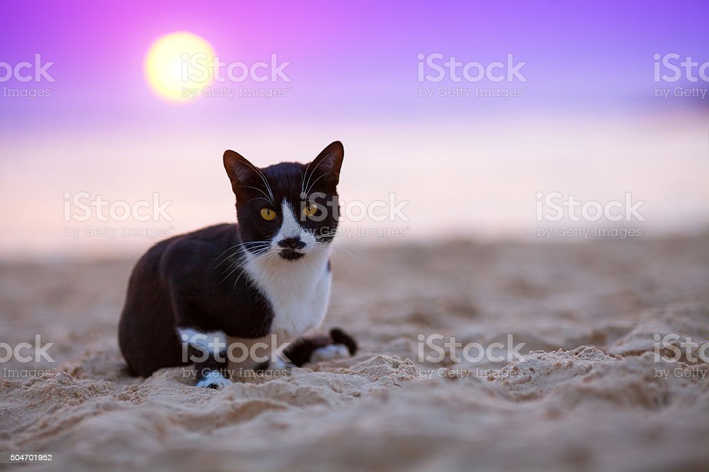 Detail Gambar Kucing Di Pantai Nomer 28