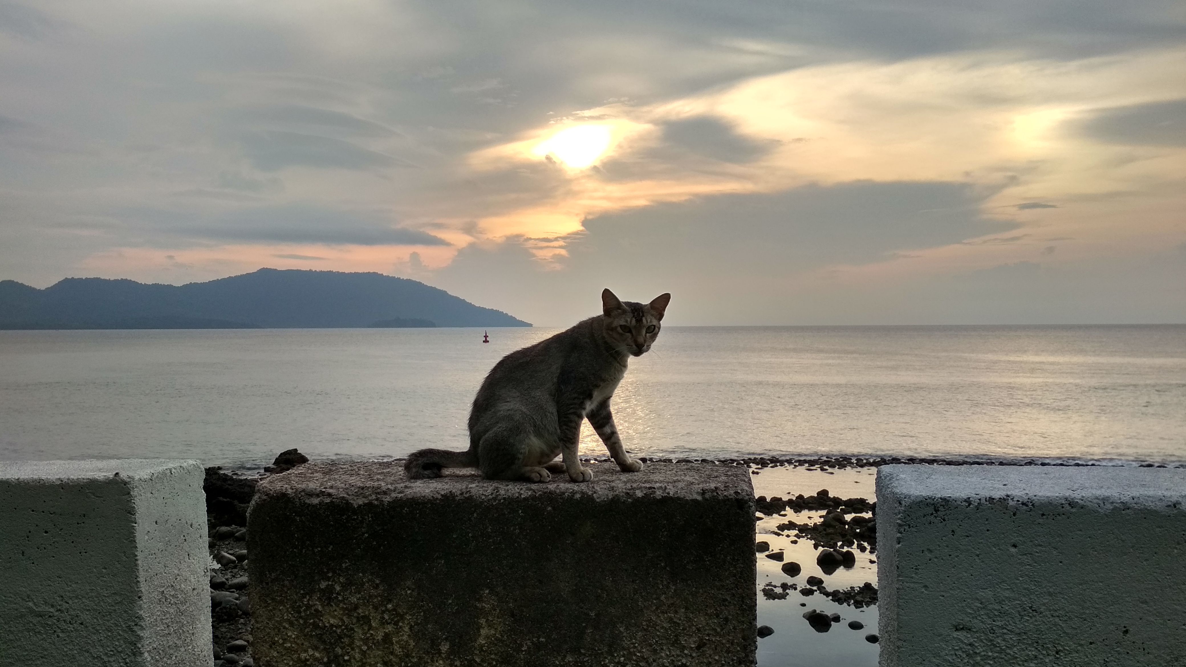 Detail Gambar Kucing Di Pantai Nomer 29