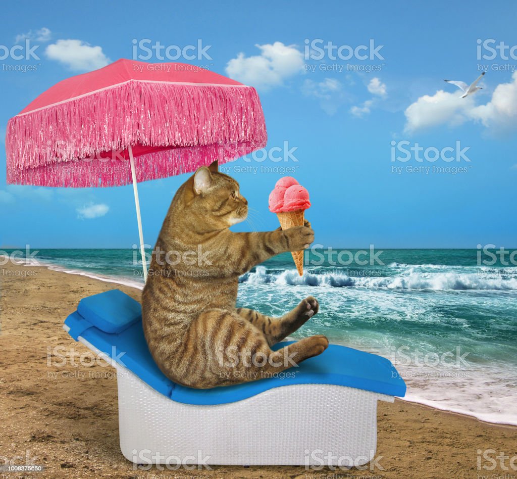 Detail Gambar Kucing Di Pantai Nomer 30