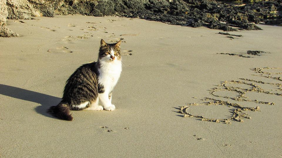 Detail Gambar Kucing Di Pantai Nomer 31