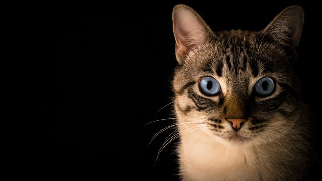 Detail Gambar Kucing Di Pantai Nomer 32