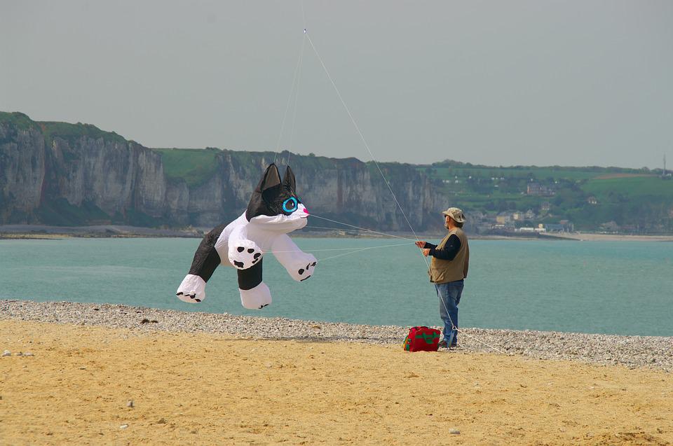 Detail Gambar Kucing Di Pantai Nomer 34