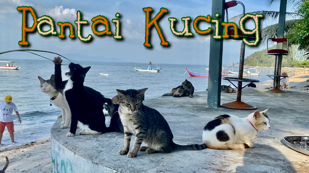 Detail Gambar Kucing Di Pantai Nomer 35