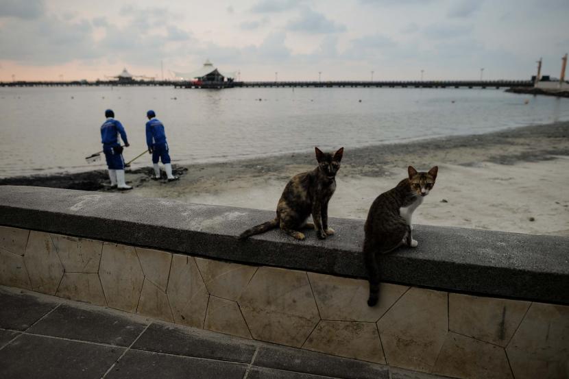 Detail Gambar Kucing Di Pantai Nomer 36