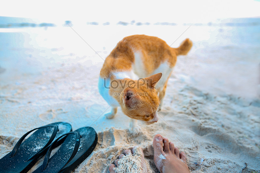Detail Gambar Kucing Di Pantai Nomer 5
