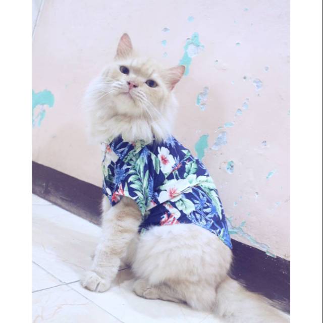 Detail Gambar Kucing Di Pantai Nomer 38