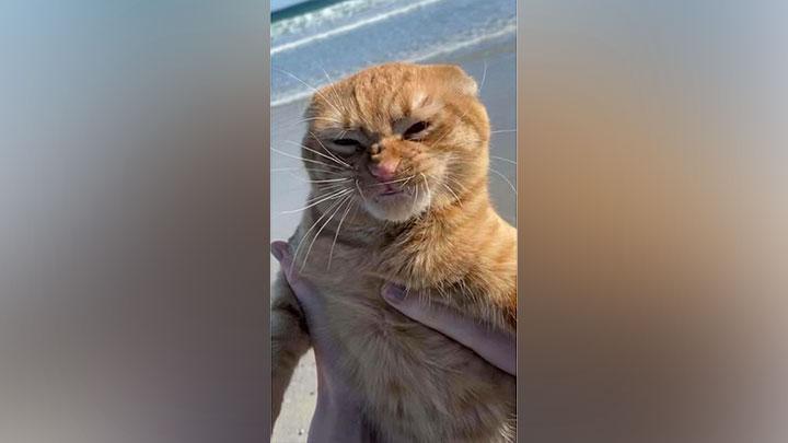 Detail Gambar Kucing Di Pantai Nomer 39