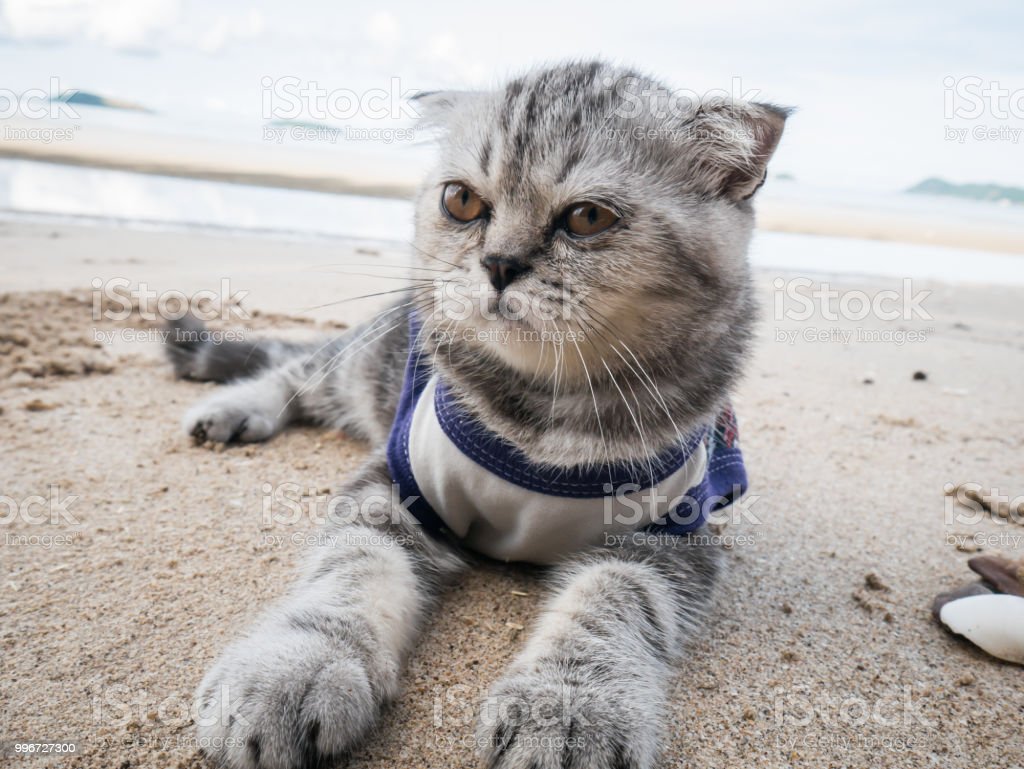 Detail Gambar Kucing Di Pantai Nomer 41