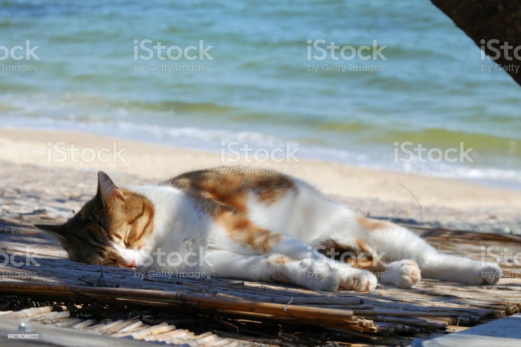 Detail Gambar Kucing Di Pantai Nomer 42