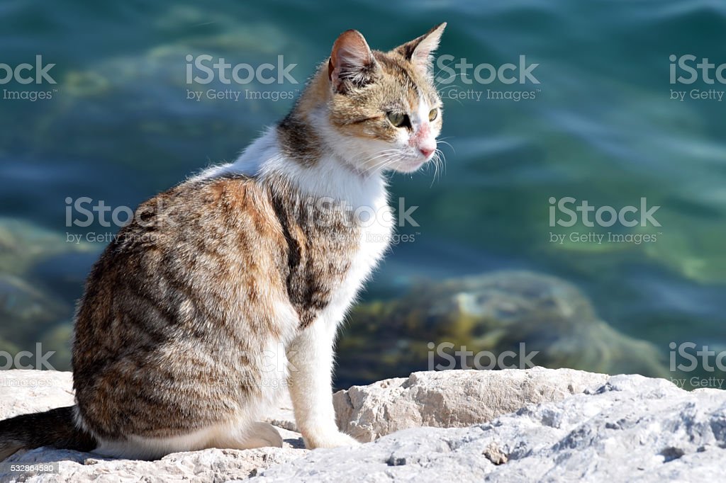 Detail Gambar Kucing Di Pantai Nomer 43