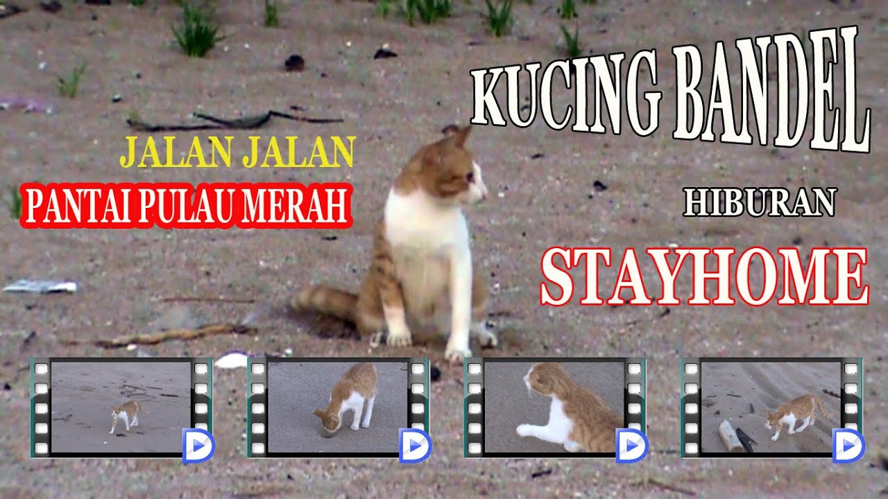 Detail Gambar Kucing Di Pantai Nomer 45