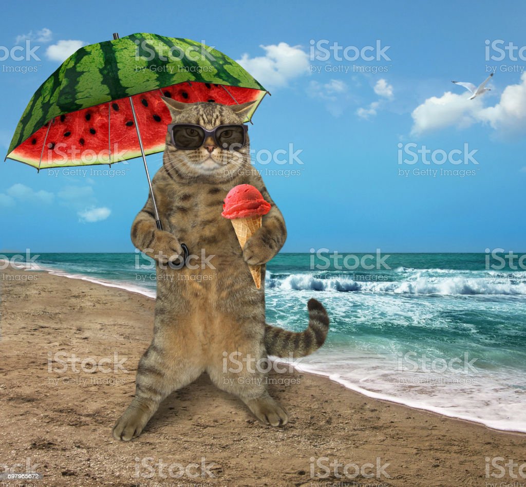 Detail Gambar Kucing Di Pantai Nomer 6