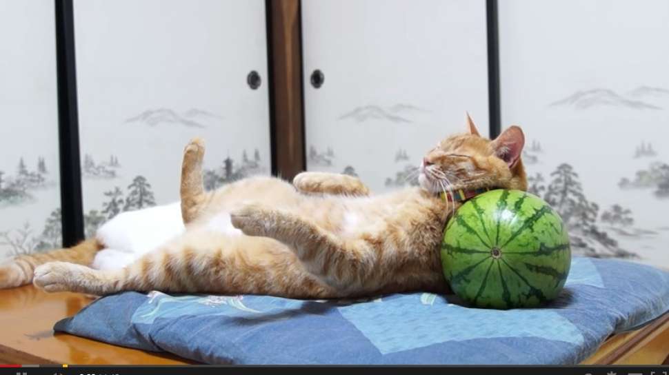Detail Gambar Kucing Di Pantai Nomer 46