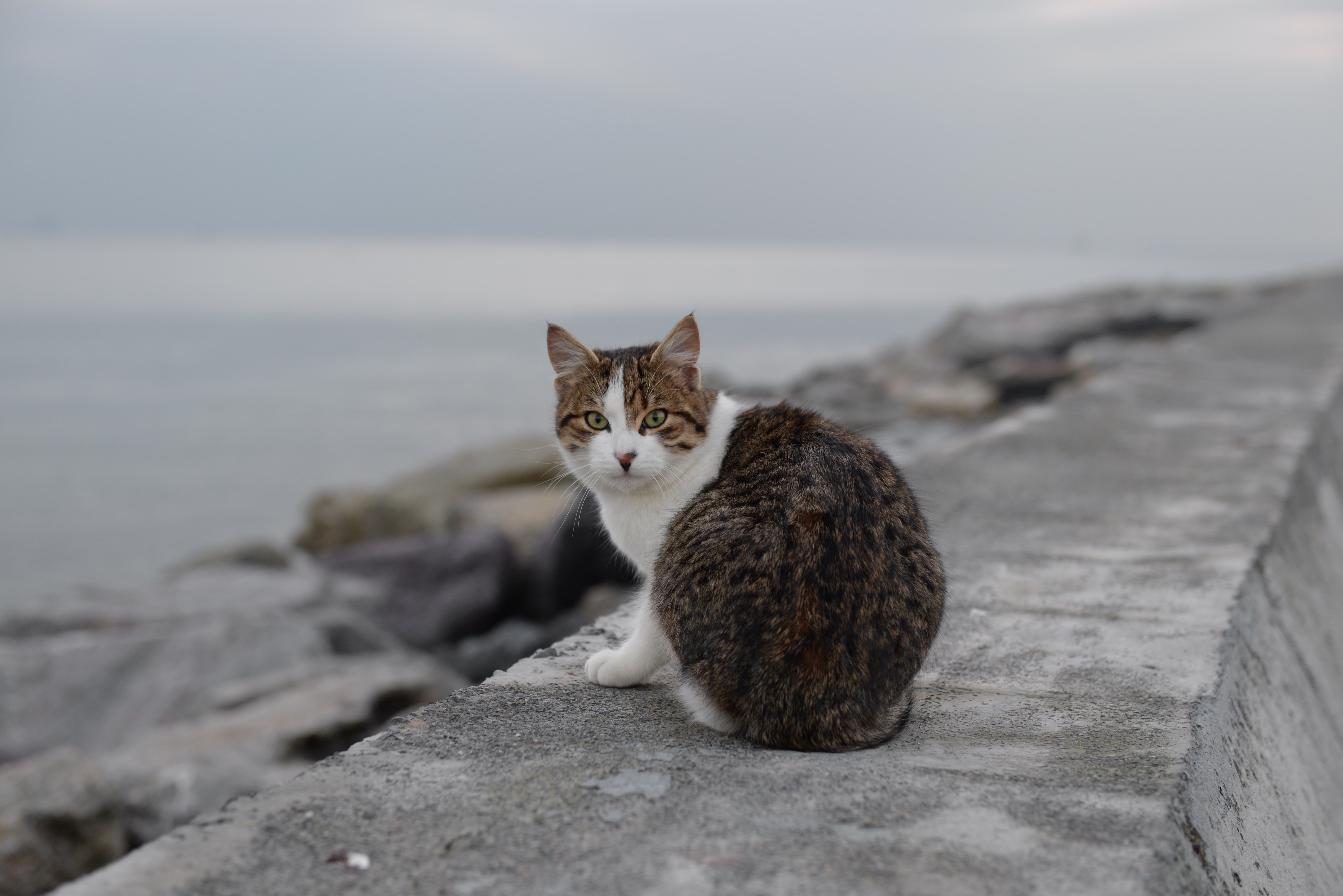 Detail Gambar Kucing Di Pantai Nomer 47