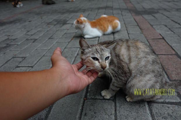 Detail Gambar Kucing Di Pantai Nomer 48