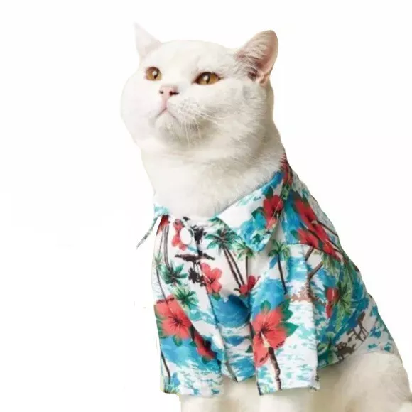 Detail Gambar Kucing Di Pantai Nomer 50