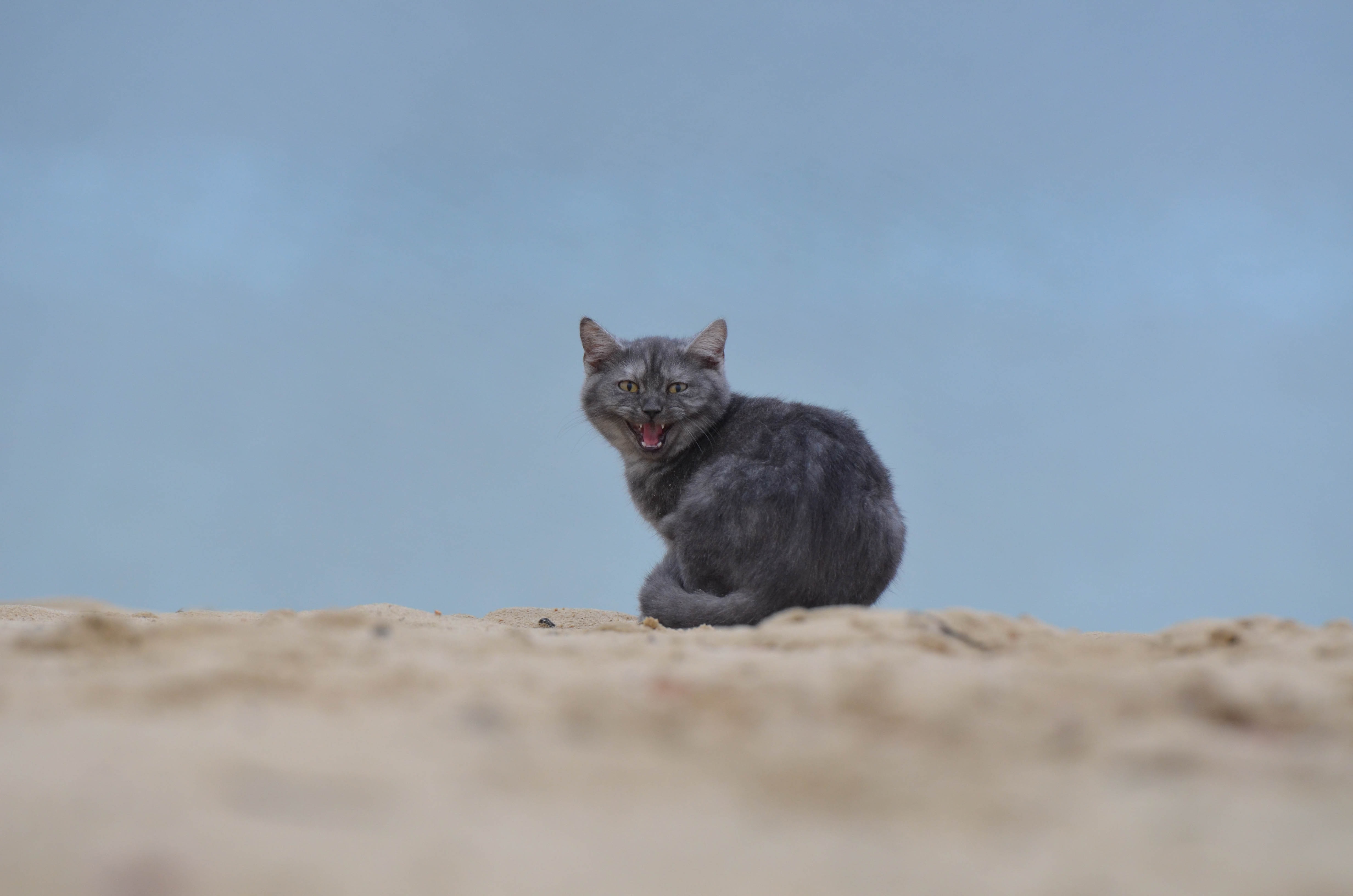 Detail Gambar Kucing Di Pantai Nomer 52