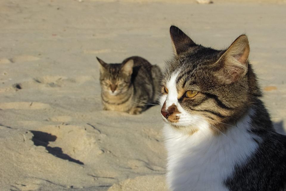 Detail Gambar Kucing Di Pantai Nomer 54