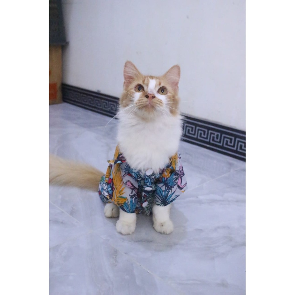 Detail Gambar Kucing Di Pantai Nomer 55