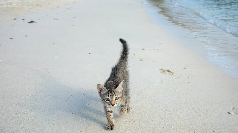 Detail Gambar Kucing Di Pantai Nomer 7