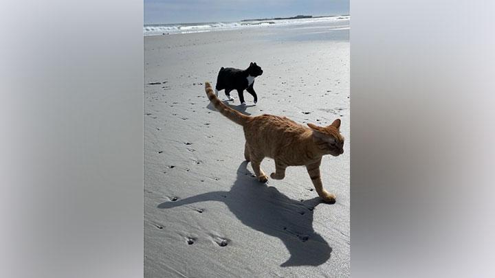 Detail Gambar Kucing Di Pantai Nomer 8