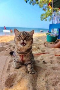 Detail Gambar Kucing Di Pantai Nomer 9