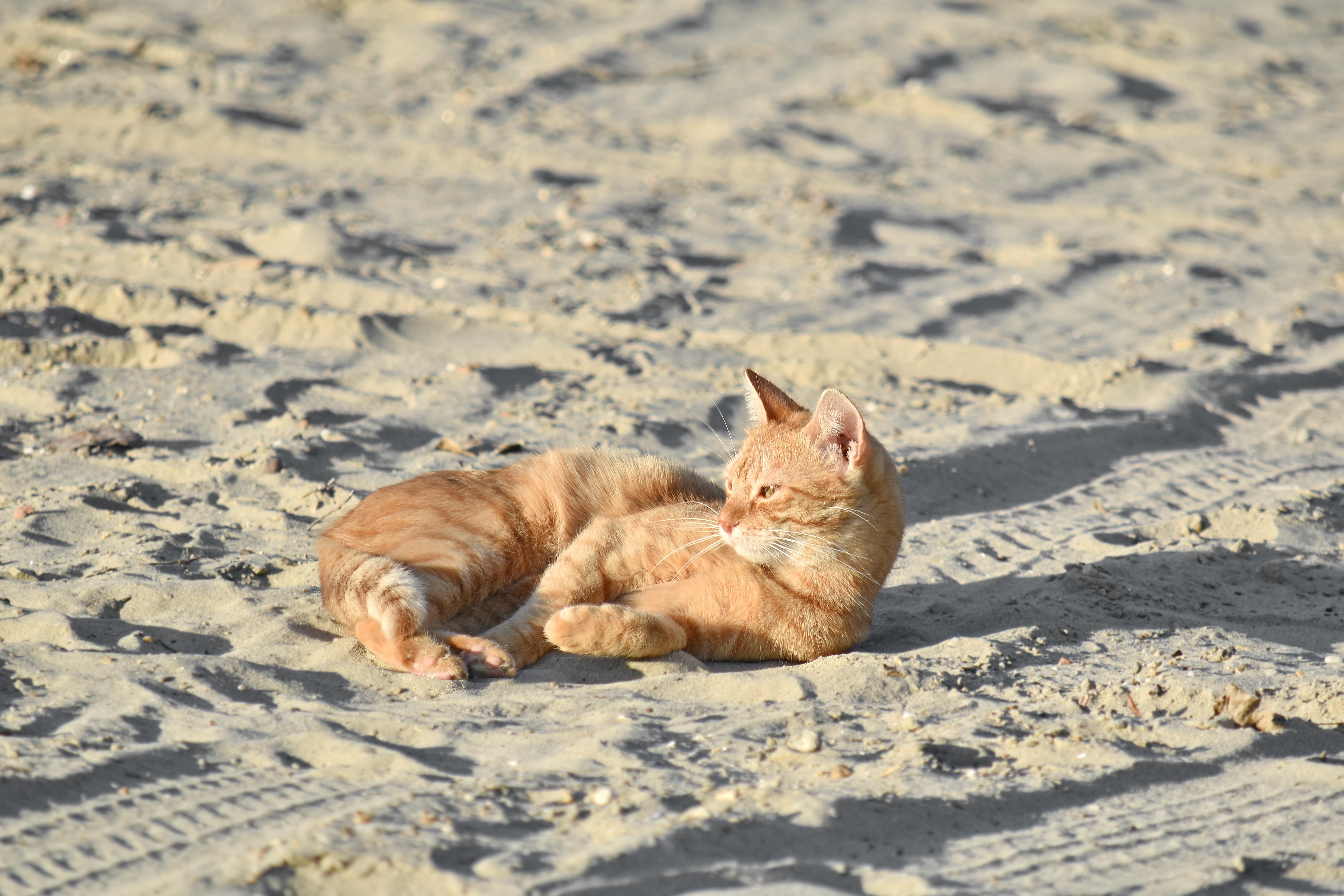 Detail Gambar Kucing Di Pantai Nomer 10