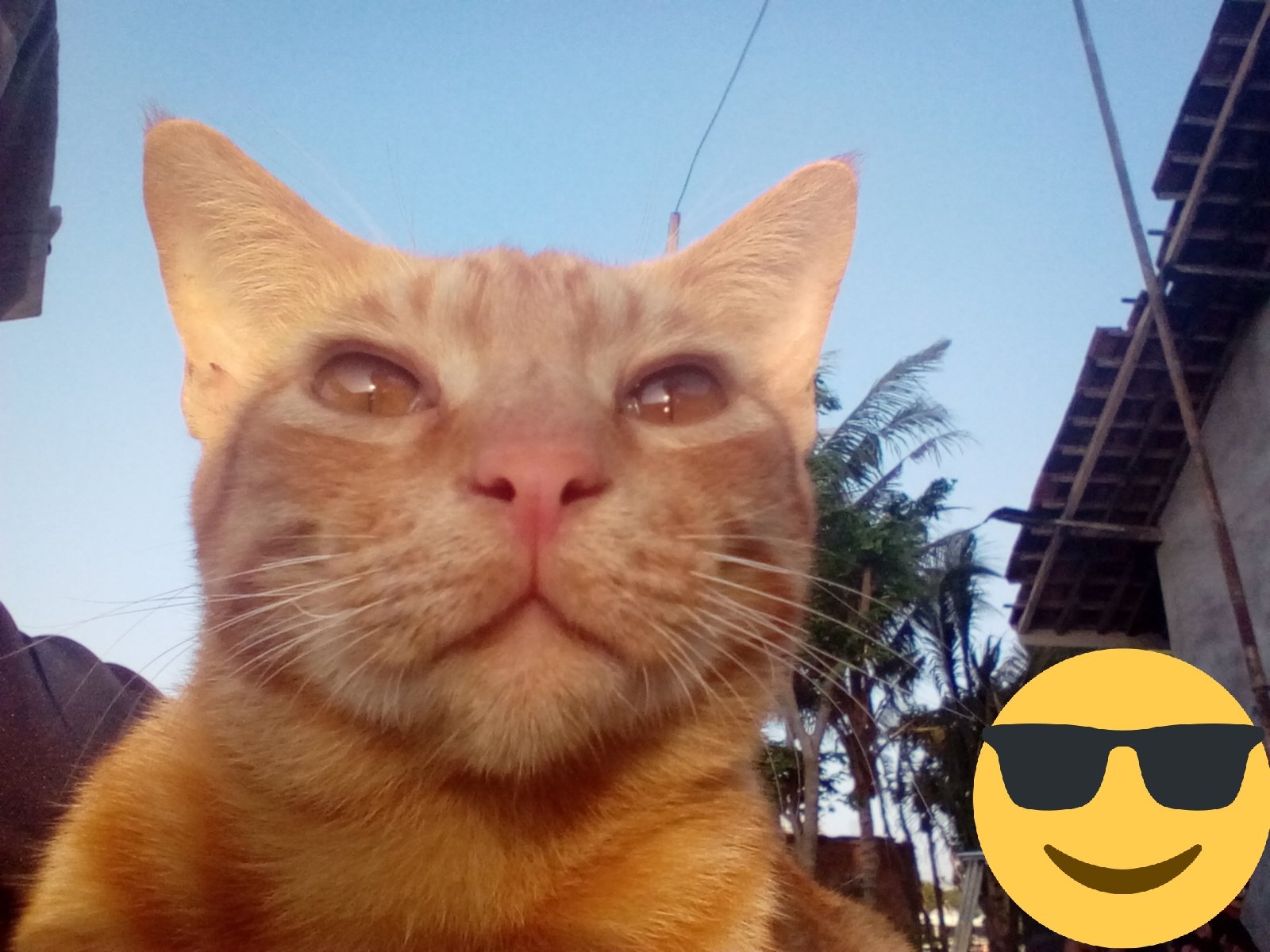 Detail Gambar Kucing Estetik Nomer 39