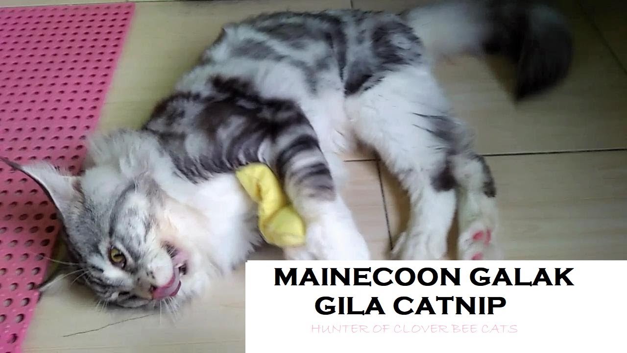 Detail Gambar Kucing Galak Nomer 25